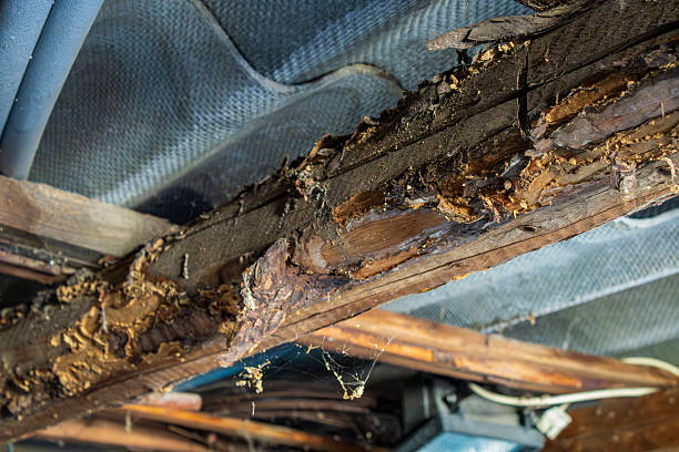 poutre infestée de termites